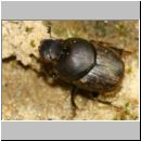 Onthophagus fracticornis oder similis - Dungkaefer 01a 6-7mm - Sandgrube Niedringhaussee.jpg